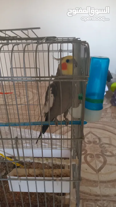 حبه كوكتيل ذكر وجوز حب وفرخ صغير قابل للتفاوض