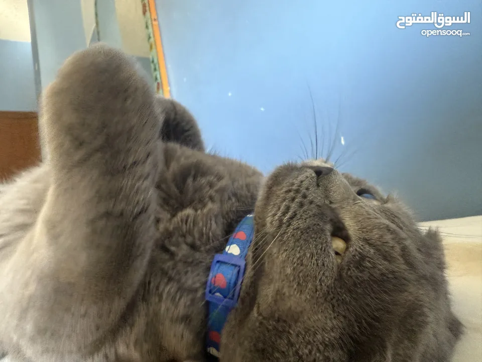 قط Scottish Fold للبيع بسعر مميز