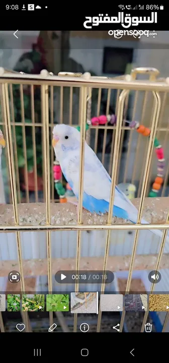 Budgerigar parakeets ( Budgie)