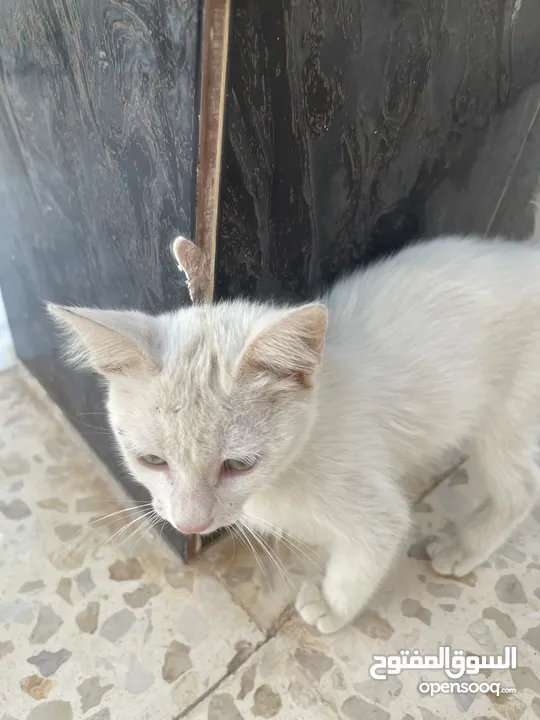 قطط للبيع جميله