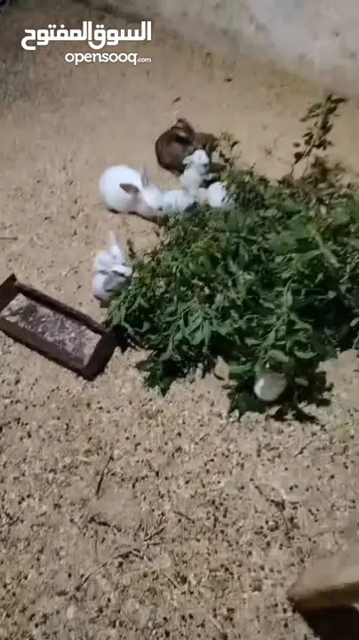 ارانب فرنسي وهجين يزلندي