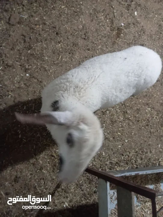 حملة عمر شهرين ونصف عساف