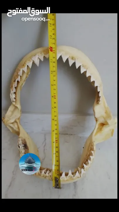 إطار فك المفترس .. القرش. حجم كبير  Jaws frame for sale. Shark