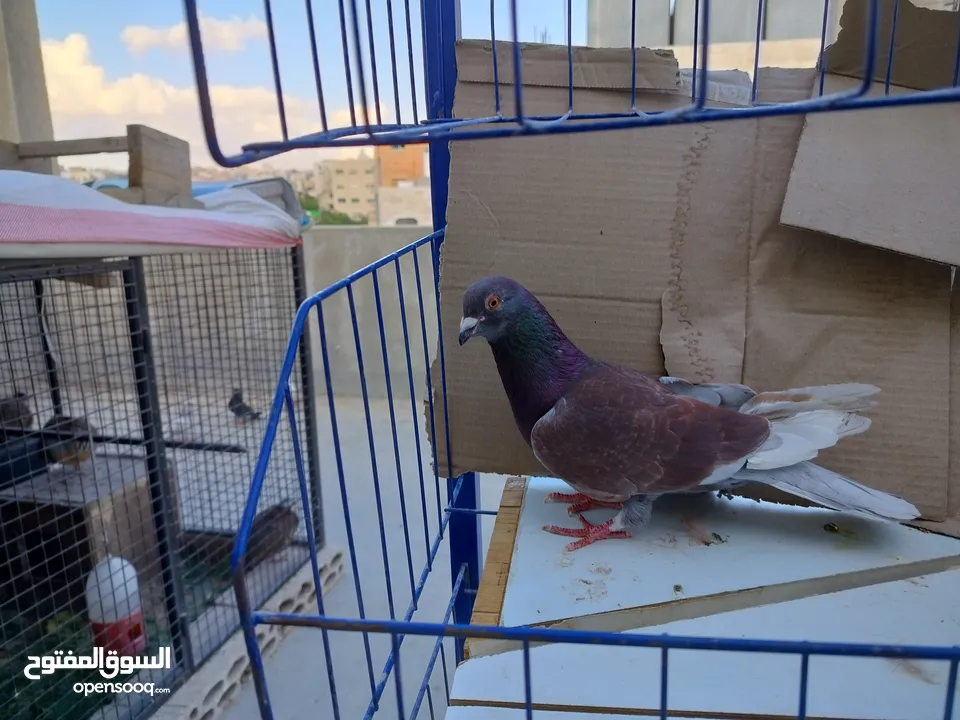 حمام بلدي وانواع اخره   بحاله ممتازة شغالات 14جوز وهاي بعض الصور