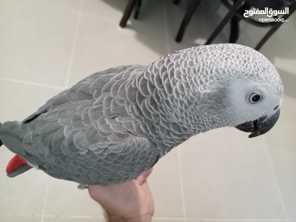 كاسكو مزرعة حجل ذهبي