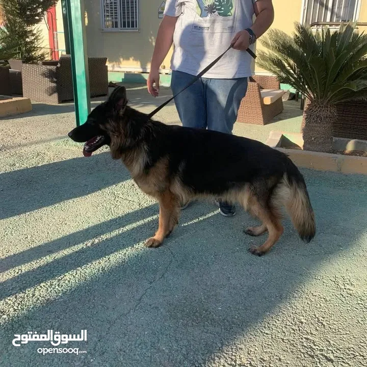 كلاب جيرمن شيبرد وجولدن ريتريفر مدربين وغير مدربين