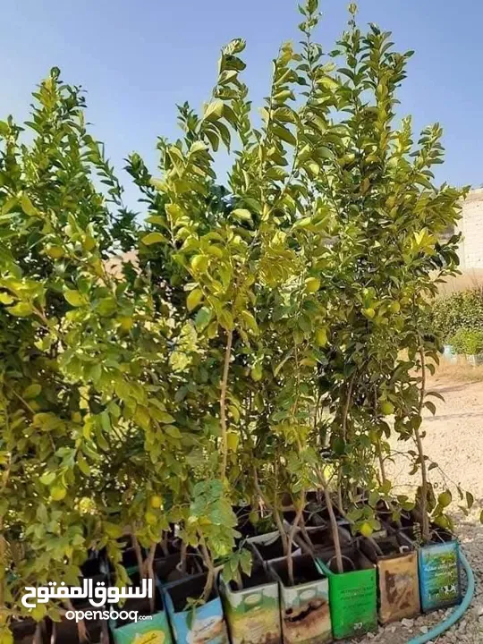 عروض علا جميع أنواع الأشجار اشتري كل 10شجرات واحصل على شجرتين مجاني والتوصيل مجانا