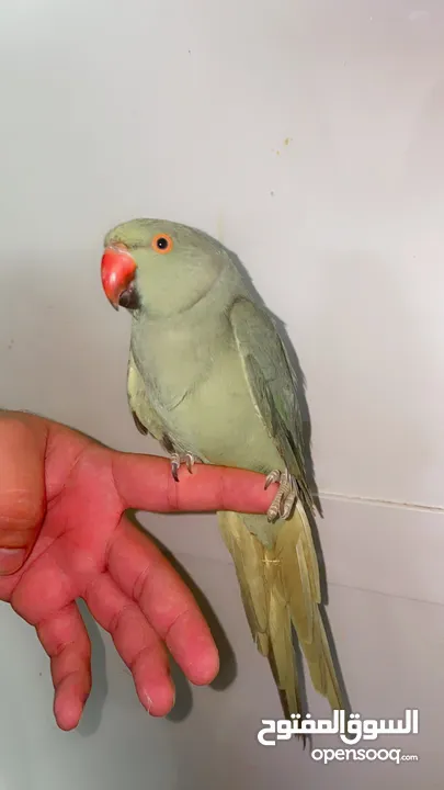 Hand tamed Green ringneck