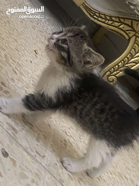 قطط للتبني كيتن