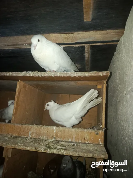 طيور حمام للبيع