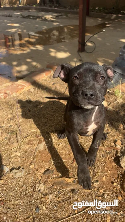 بيتبول بلاك نوز جروتين pitbull black nose puppies