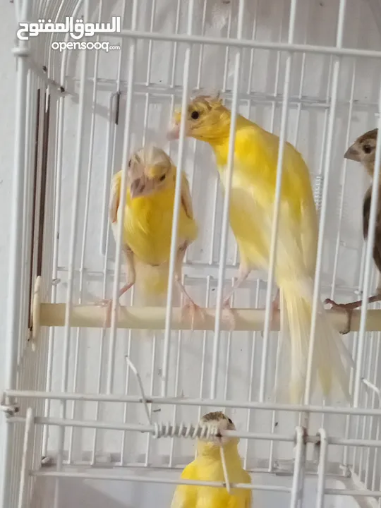 أربع حبات بناديك جنوبي عمر ثلاث شهور للتواصل زرقاء جبل طارق