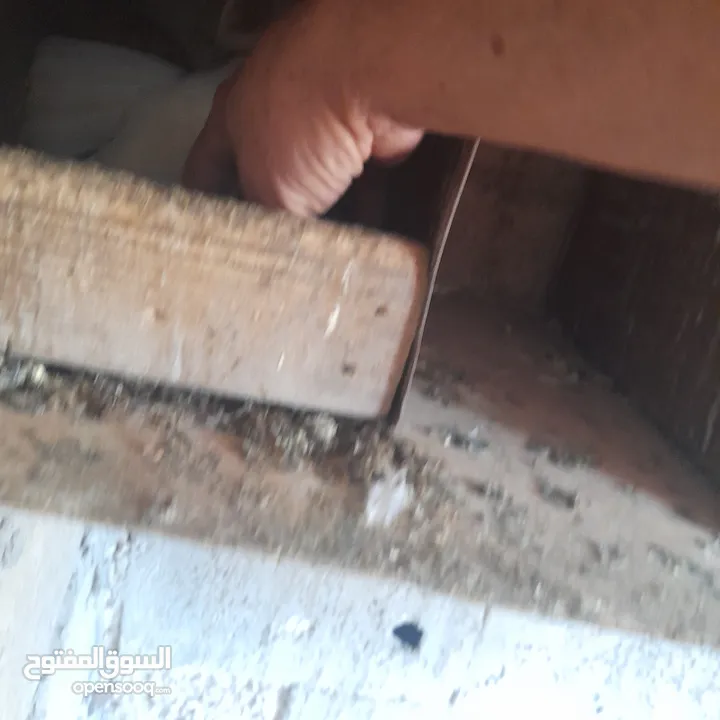 حمام منوع وملون