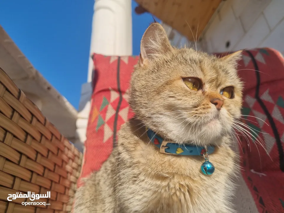 قطة من نوع سكوتش فولد .