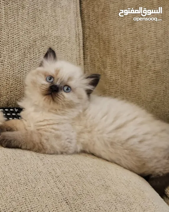 ragdoll seal point mitted pure