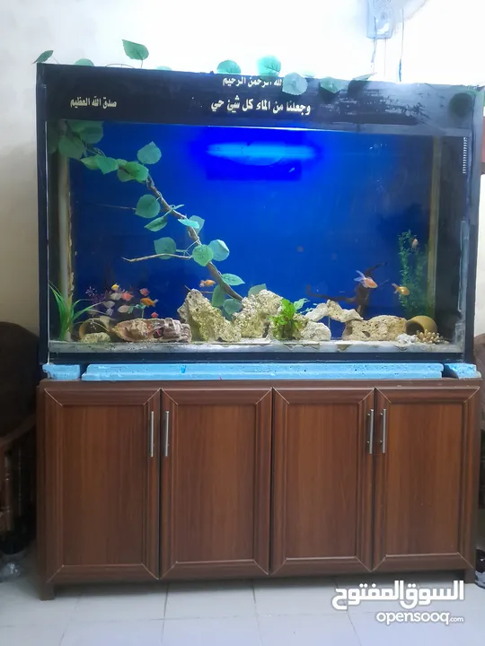 حوض  سمك سيكوريت  كبير للبيع