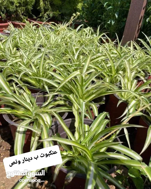 متوفر جميع انواع الاشجار المثمرة والزينة والورود وخدمة الزراع وتنسيق الحدائق وجميع انواع القواير