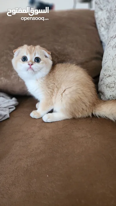 Scottish folds