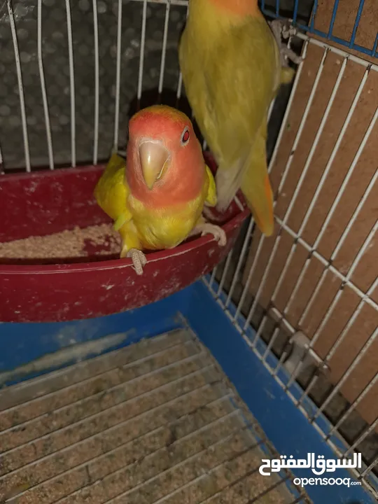 جوزين روز ومخلف بصلاه على سيدنا محمد