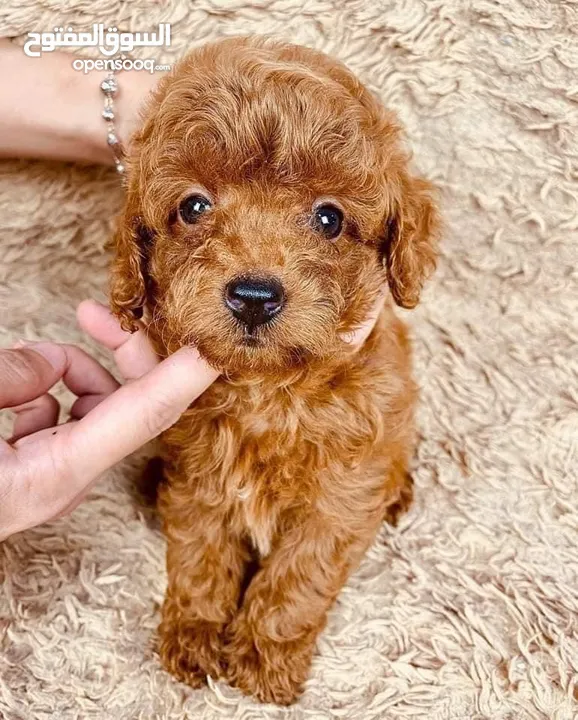 Toy poodle puppies