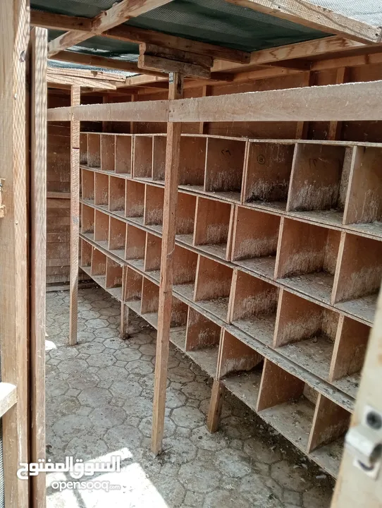 بيت خشب للحمام مع صناديق وأطباق للبيض بسعر مناسب  Wooden pigeon house with boxes and trays for eggs