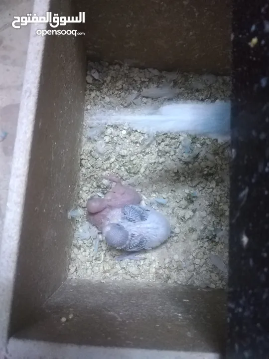 3 جواز حب مع فراخ  بيض مقفصات للبيع
