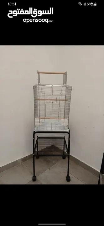 ببغاء قرين شيك