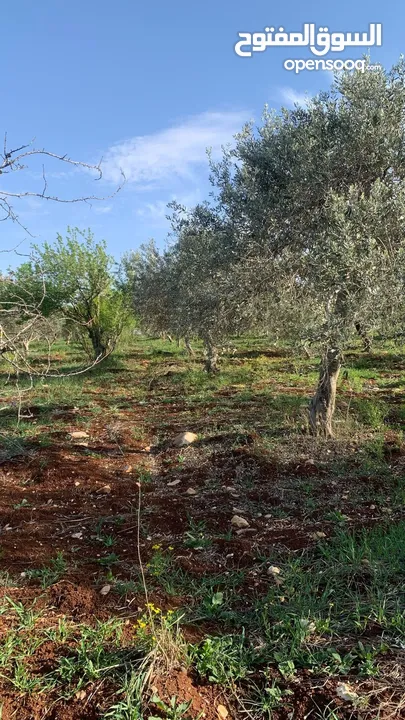 مزرعه للبيع مزروعه ومنتجه جاهزه  من المالك مباشره أراضي بني كنانه القصفه