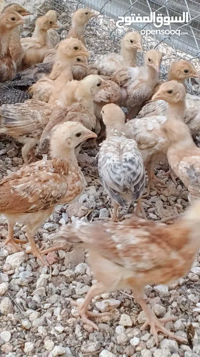 خم حمام بلدي ومعو انواع +صيصان بلدي عمر 33 يوم  للبيع بسعر الحرق الله يبارك لصاحب النصيب