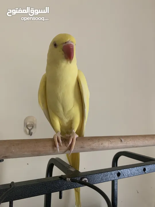 Yellow ringneck semi tamed