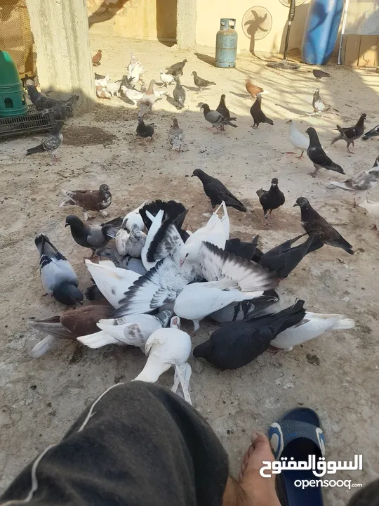 حمام بلدي ممتاز