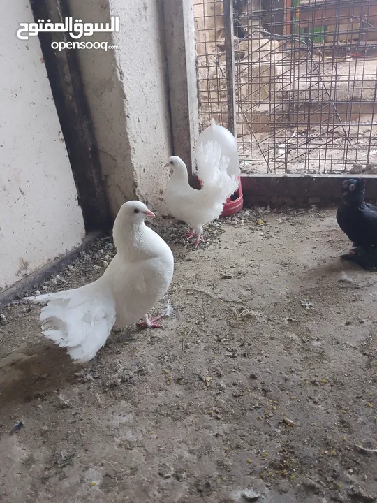 متاح جوز ماشاءالله موجودات طبربور
