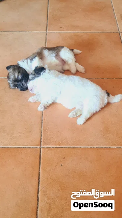 1 month old female puppies for sale