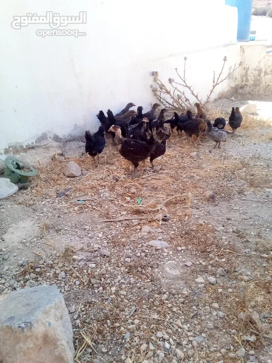 فراخ عمر شهرين الحبه على دينارين وربع