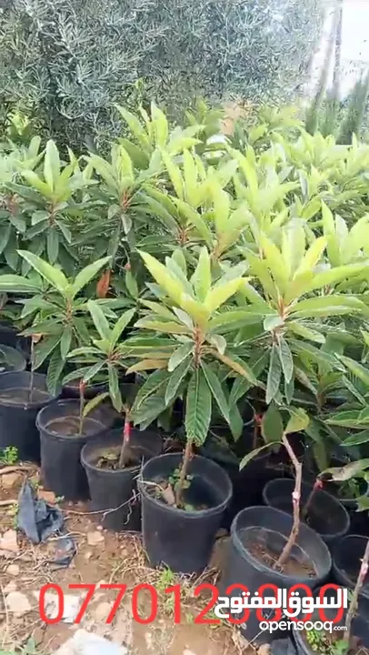 جميع انواع الاشجار الزينه والمثمره بأفضل الاسعار