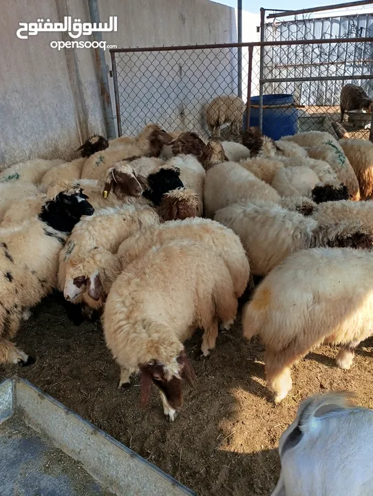 ذبيح للبيع طيبه سمان عزيمه ثلاجه خرفان طيبة هرفي جذع وتساب اتصال لتوصيل جميع مناطق قطر سوري بلدي