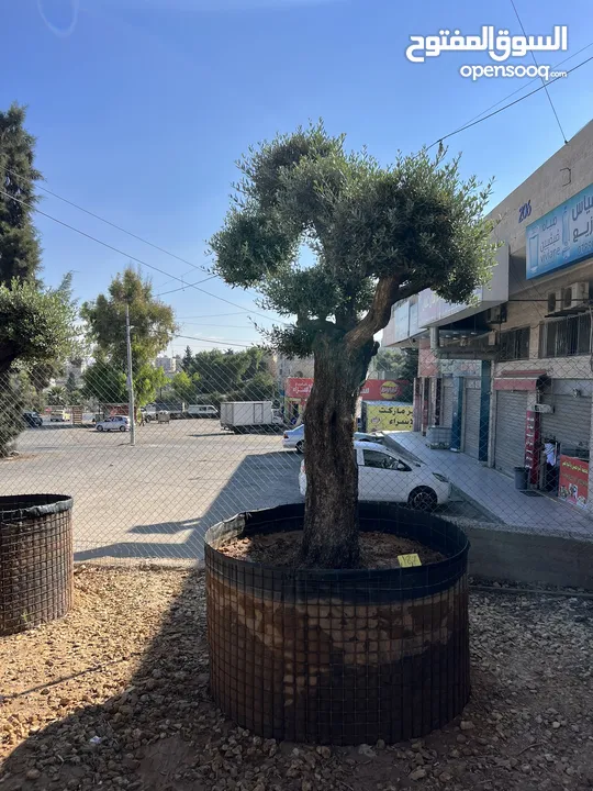 كافة أصناف اشجار الزينه