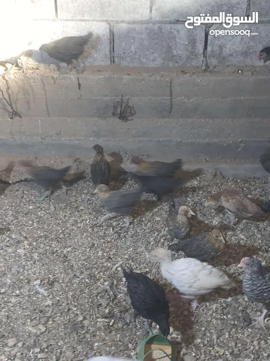 صيصان بلدي وبندوق براهمي...فراخ حبش هولندي جامبو...فراخ وديوك بلدي وباكستاني وفيومي ذهبي واسود