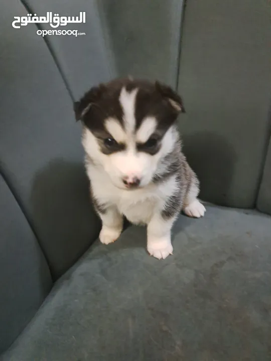 husky puppies available 1 months old