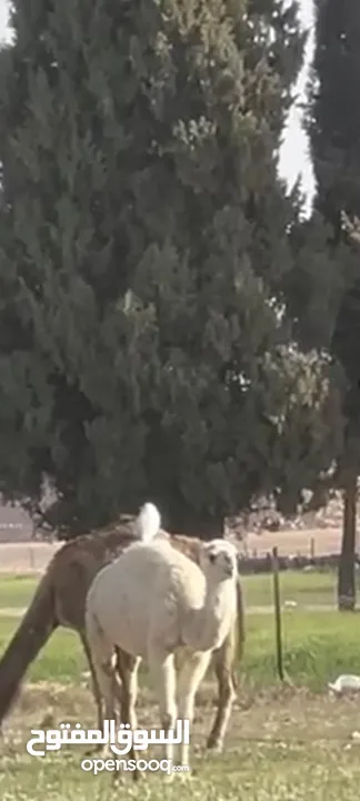 بكره للبيع العمر سنه ونص وظحى