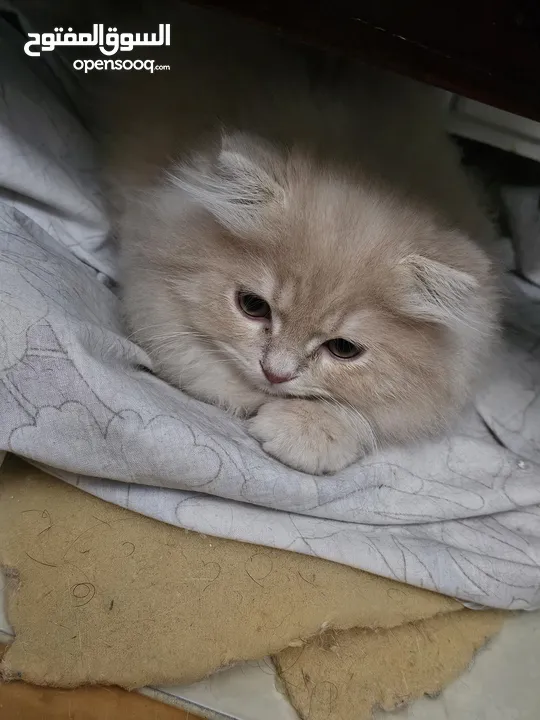 قط شيرازي  شامبين كرميل ذكر شعر طويل جدا
