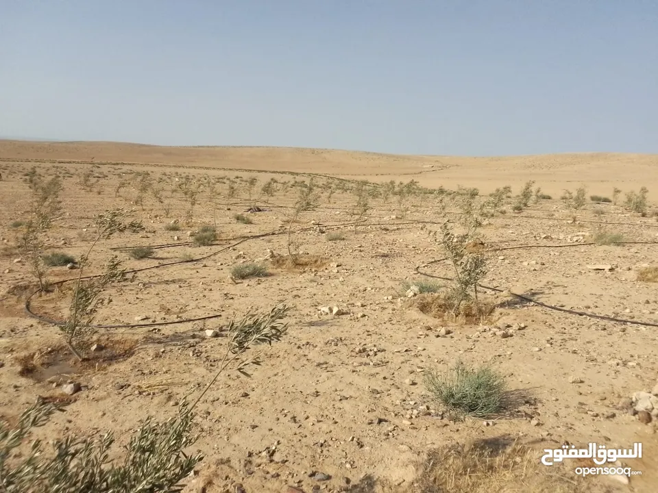 عشره دنمات للبيع