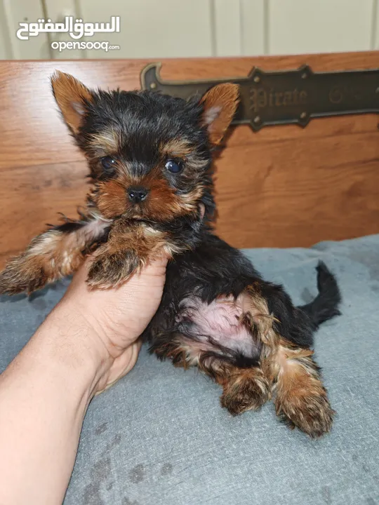 2months old Male Yorkshire