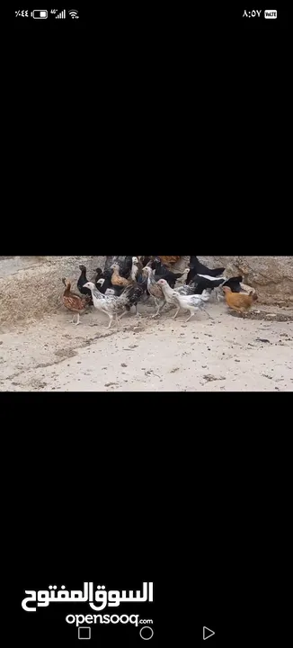 جاج فرخات وديوك  نخب للبيع