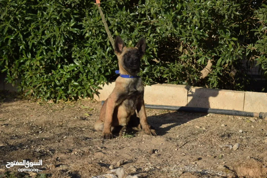 جراء بلجن مالينو و الراعي الهولندي (Belgian Malinois & Dutch Shepherd)
