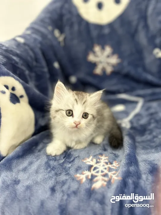 Two months old Persian kitten