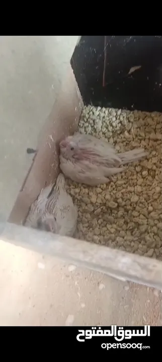 جوز كوكتيل البنيو مع فرخين عين حمرا