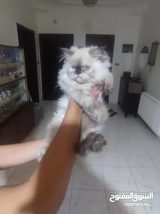 قططايه للبيع