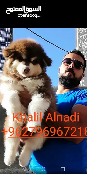Pomeranian   Samoyed    Giant Malamute