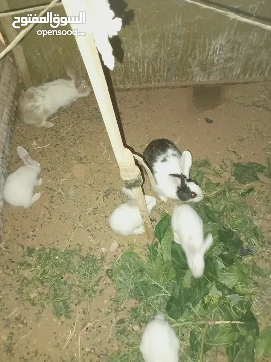أرانب بلدي